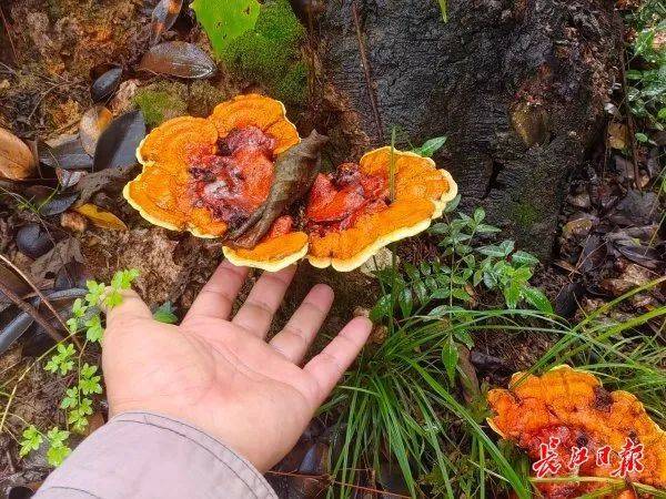 皇冠信用网会员注册网址_湖北武汉周边山地长出大量灵芝皇冠信用网会员注册网址,官方提醒请勿随意入口