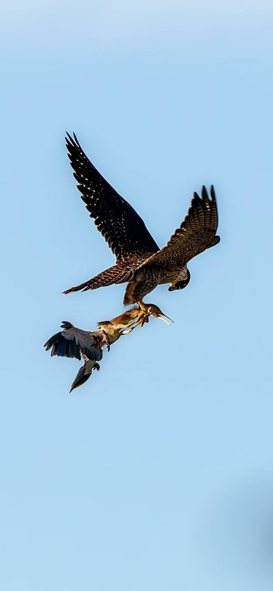 美国MLS NEXT职业联赛_杭州天空上演“猛禽猎食”大戏美国MLS NEXT职业联赛,市民好奇:这鸟会攻击我吗?