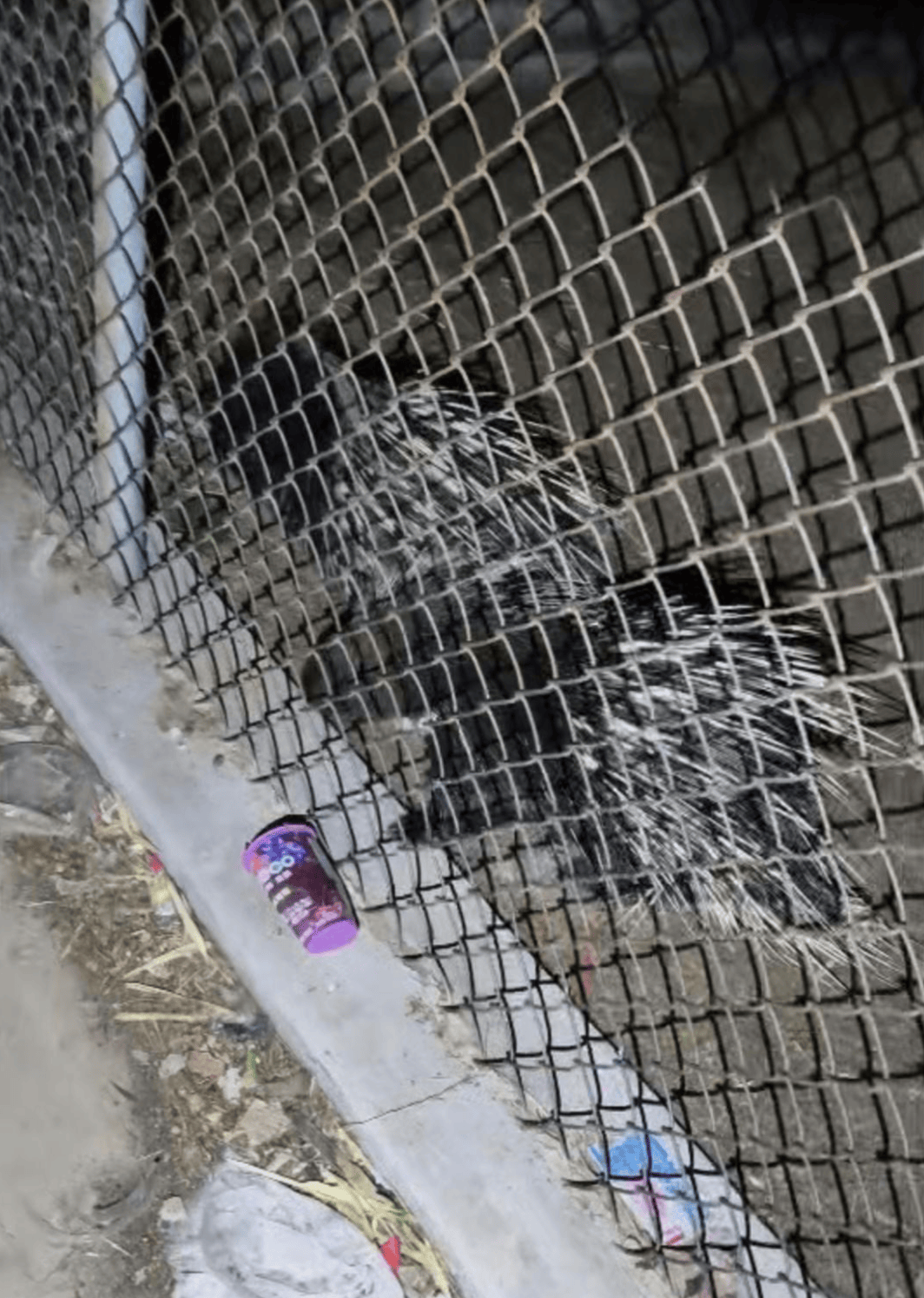 阿根廷全国联赛_“废弃动物园”的一只猴子与两只豪猪阿根廷全国联赛,被改变的命运背后|红星特稿