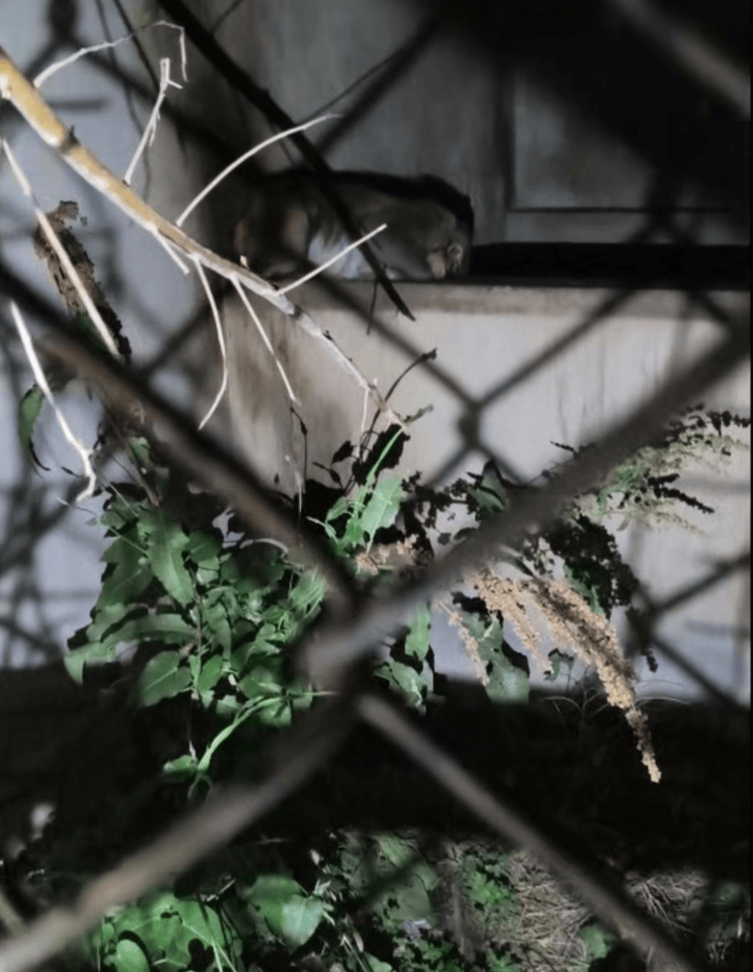 阿根廷全国联赛_“废弃动物园”的一只猴子与两只豪猪阿根廷全国联赛,被改变的命运背后|红星特稿