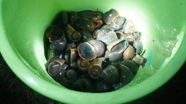 林肯城VS雷丁_别吃林肯城VS雷丁，寄生虫多达上千条！武汉公园连夜清出130多斤