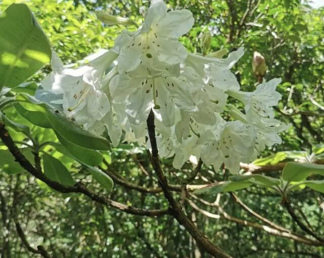 贝尔格莱德游击VSAEK拉纳卡_颠覆“野外灭绝”判断 湖南发现大规模小溪洞杜鹃群落