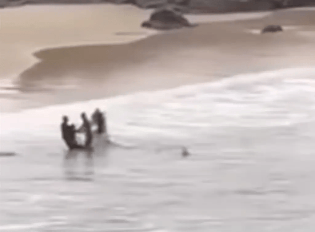 乌迪内斯VS维罗纳_鲨鱼咬伤一名16岁男孩后追赶他上岸乌迪内斯VS维罗纳,旁边有人帮忙挥拳打鲨鱼