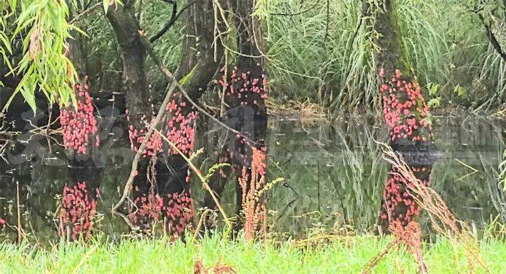 格拉斯哥城女足VS马瑟韦尔女足_头皮发麻格拉斯哥城女足VS马瑟韦尔女足！贵阳十里河滩的树干被“染”成粉色