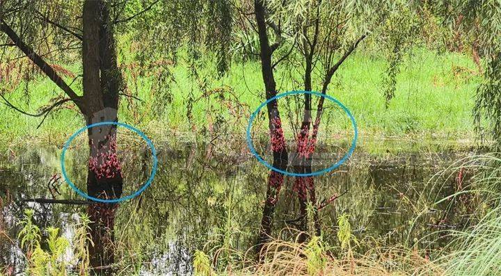 格拉斯哥城女足VS马瑟韦尔女足_头皮发麻格拉斯哥城女足VS马瑟韦尔女足！贵阳十里河滩的树干被“染”成粉色