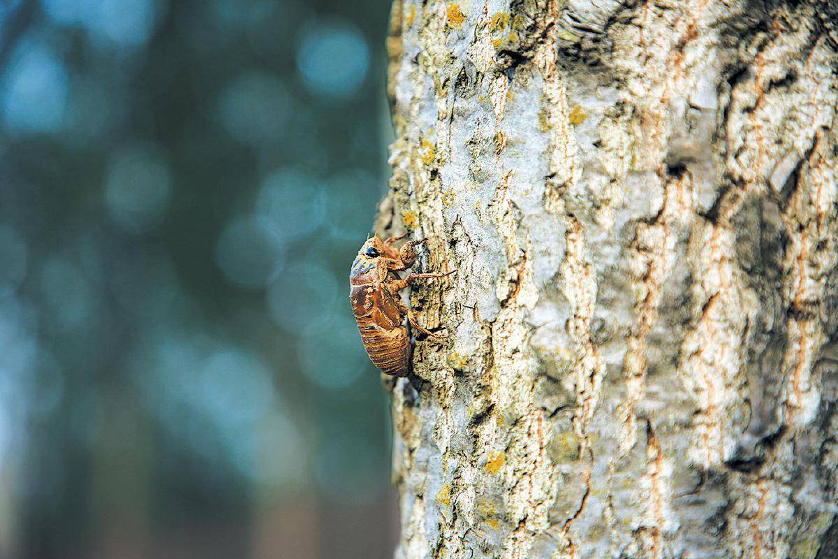 福图纳锡塔德VS前进之鹰_夏夜在公园里抓“季鸟猴”福图纳锡塔德VS前进之鹰,违规吗?