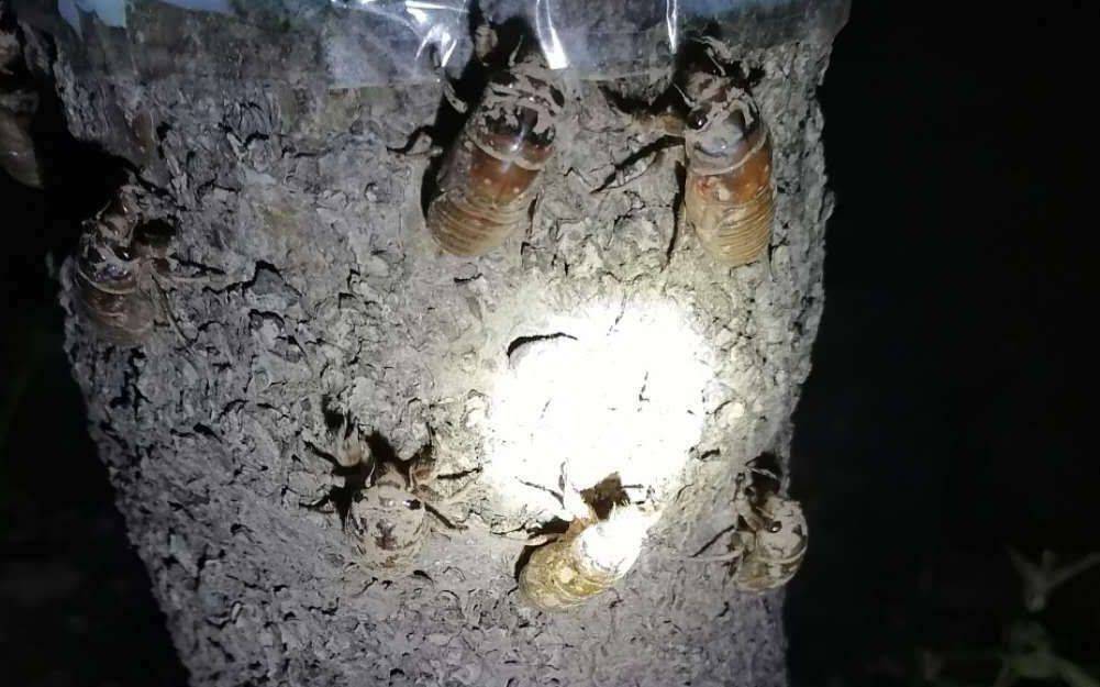 福图纳锡塔德VS前进之鹰_夏夜在公园里抓“季鸟猴”福图纳锡塔德VS前进之鹰,违规吗?