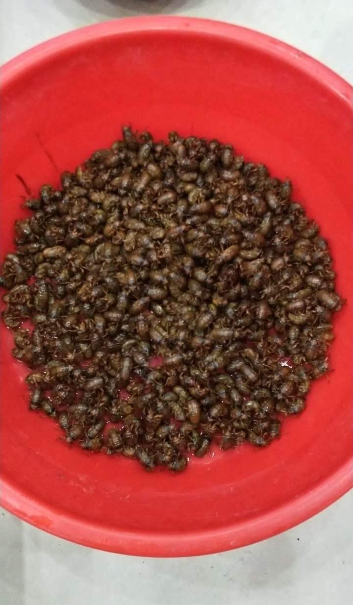 福图纳锡塔德VS前进之鹰_夏夜在公园里抓“季鸟猴”福图纳锡塔德VS前进之鹰,违规吗?