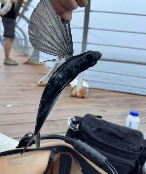 皇冠信用網如何申请
_大连东港海边皇冠信用網如何申请
,有市民钓上一条“怪鱼”,围观群众惊呆了……