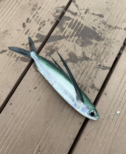 皇冠信用網如何申请
_大连东港海边皇冠信用網如何申请
,有市民钓上一条“怪鱼”,围观群众惊呆了……