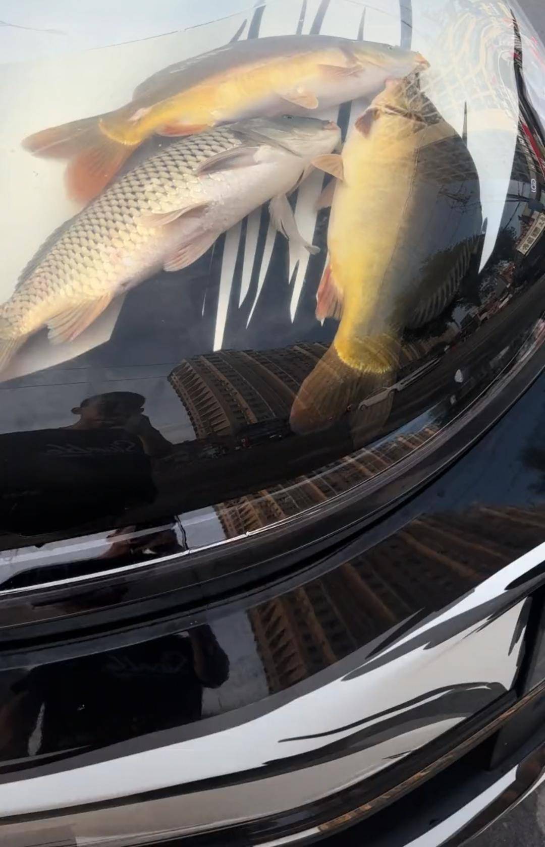 皇冠信用盘押金多少_沈阳一男子在机动车引擎盖贴车衣养鱼皇冠信用盘押金多少,交警:属非法改装,不能上路行驶