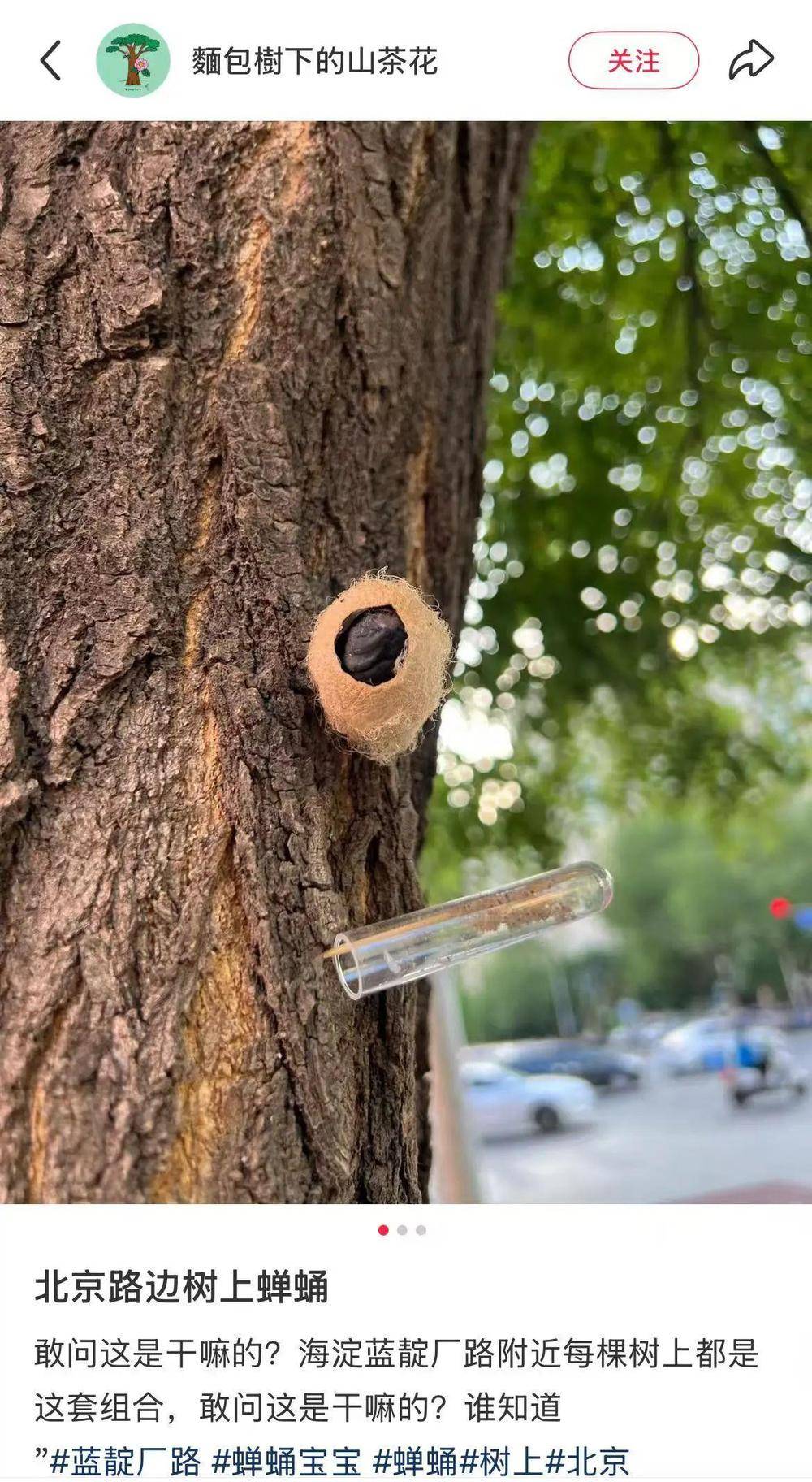 皇冠信用網平台出租_在北京路边看到这种黑色的蛹千万别动 网友:有“编制”