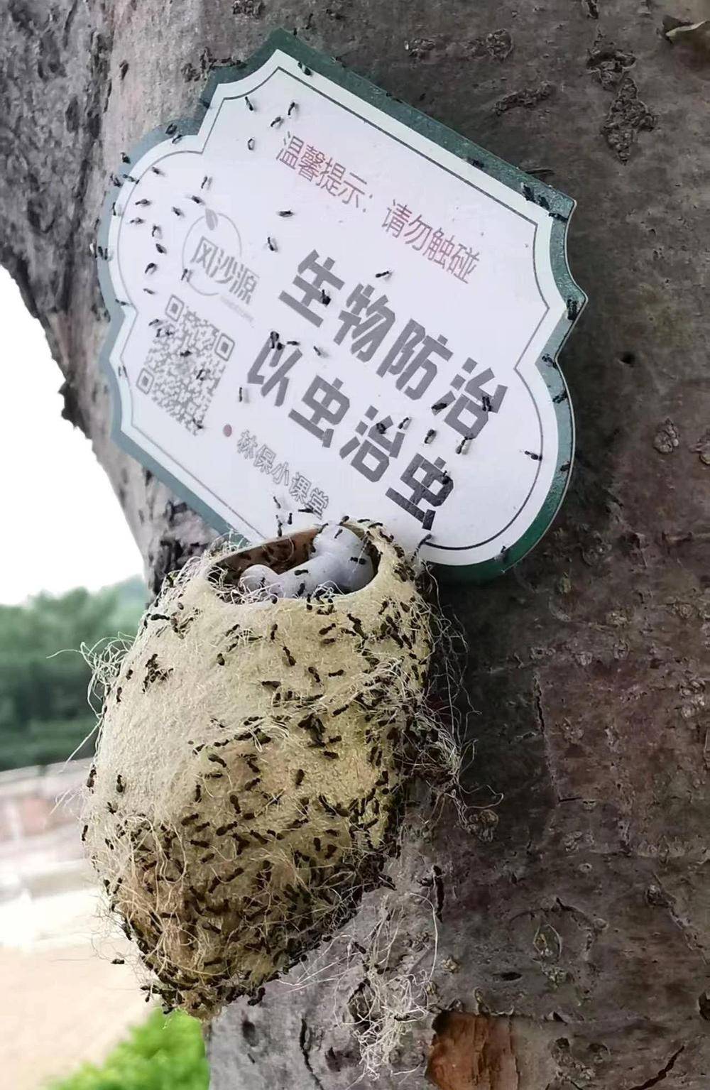 皇冠信用網平台出租_在北京路边看到这种黑色的蛹千万别动 网友:有“编制”