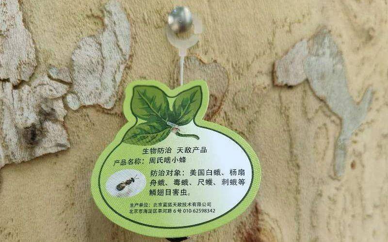 皇冠信用網平台出租_在北京路边看到这种黑色的蛹千万别动 网友:有“编制”