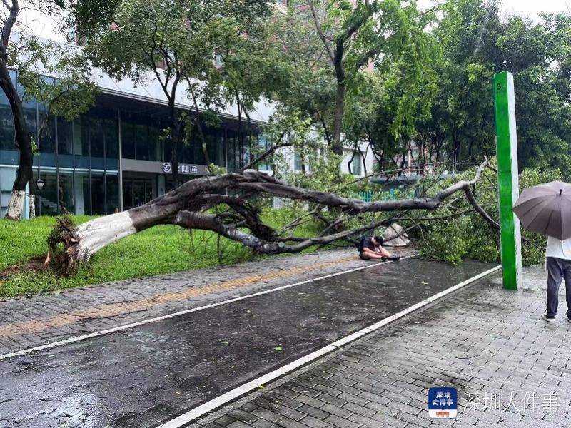 皇冠信用网会员开户_强风袭击皇冠信用网会员开户,深圳已出现树木倒伏!有行人被砸伤,非必要不出门