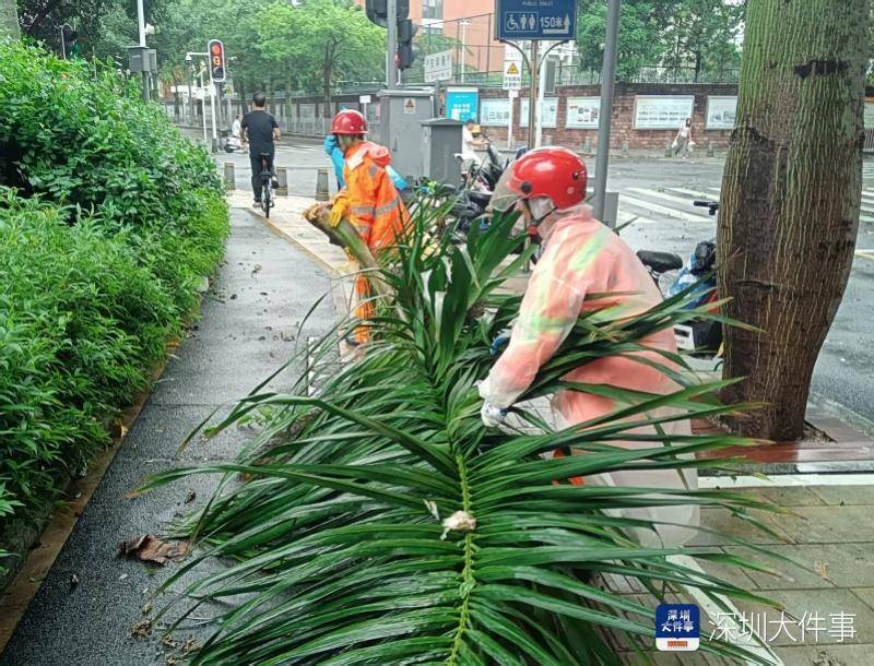 皇冠信用网会员开户_强风袭击皇冠信用网会员开户,深圳已出现树木倒伏!有行人被砸伤,非必要不出门