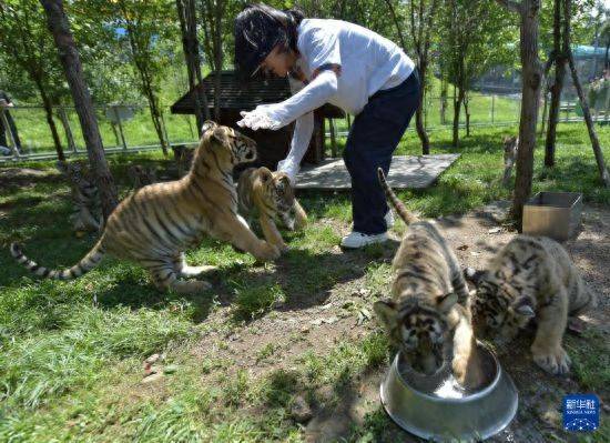 皇冠信用盘登2代理申请_黑龙江牡丹江:东北虎宝宝夏日显萌态