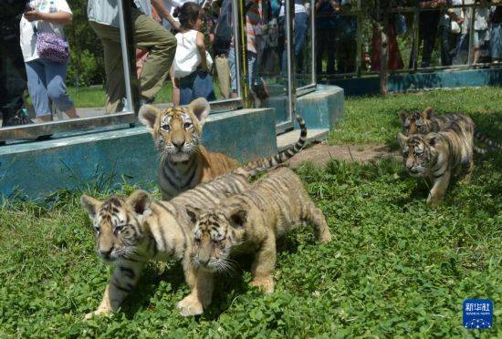 皇冠信用盘登2代理申请_黑龙江牡丹江:东北虎宝宝夏日显萌态