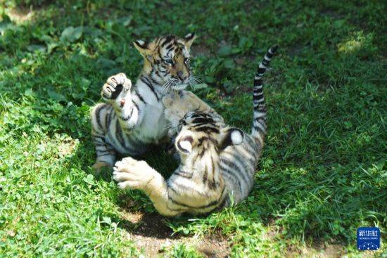 皇冠信用盘登2代理申请_黑龙江牡丹江:东北虎宝宝夏日显萌态