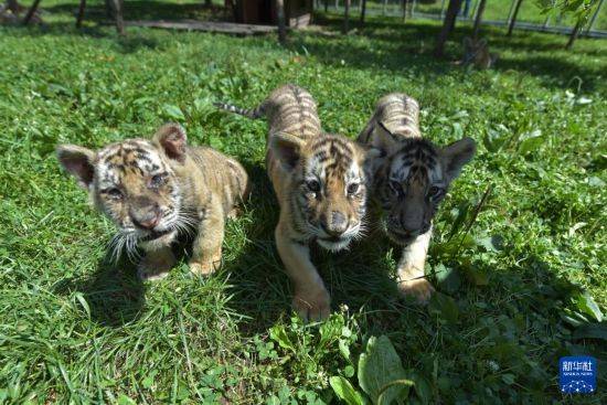 皇冠信用盘登2代理申请_黑龙江牡丹江:东北虎宝宝夏日显萌态