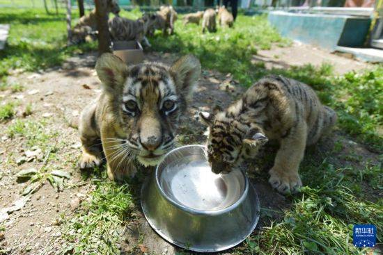 皇冠信用盘登2代理申请_黑龙江牡丹江:东北虎宝宝夏日显萌态