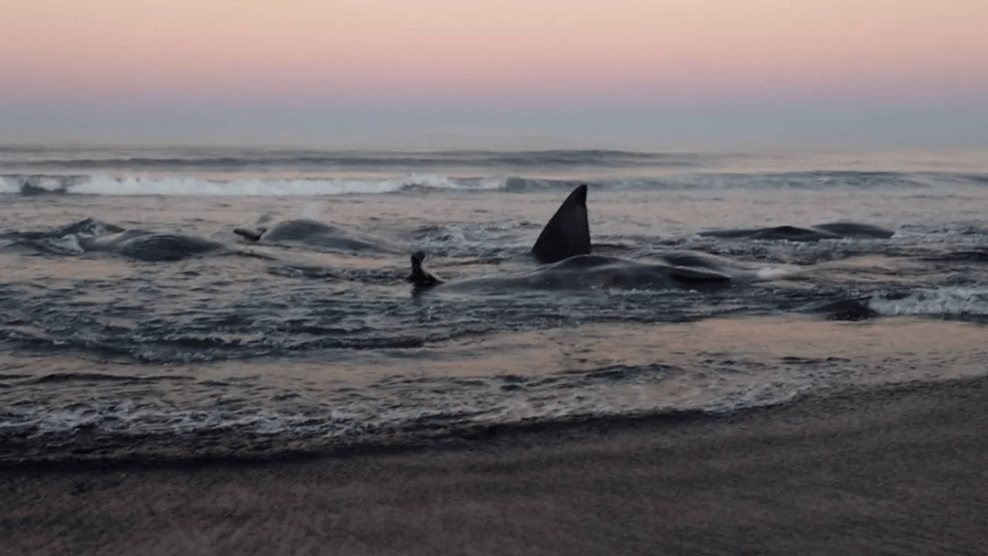 皇冠信用盘代理如何注册_日本海啸警报190万人撤离皇冠信用盘代理如何注册,横滨出现河水倒流,海啸持续一天