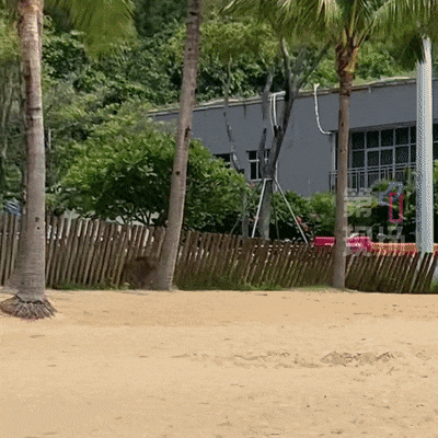 皇冠信用平台出租出售_“没想到海里会有野猪皇冠信用平台出租出售!” 深圳大梅沙一女子被撞致骨折