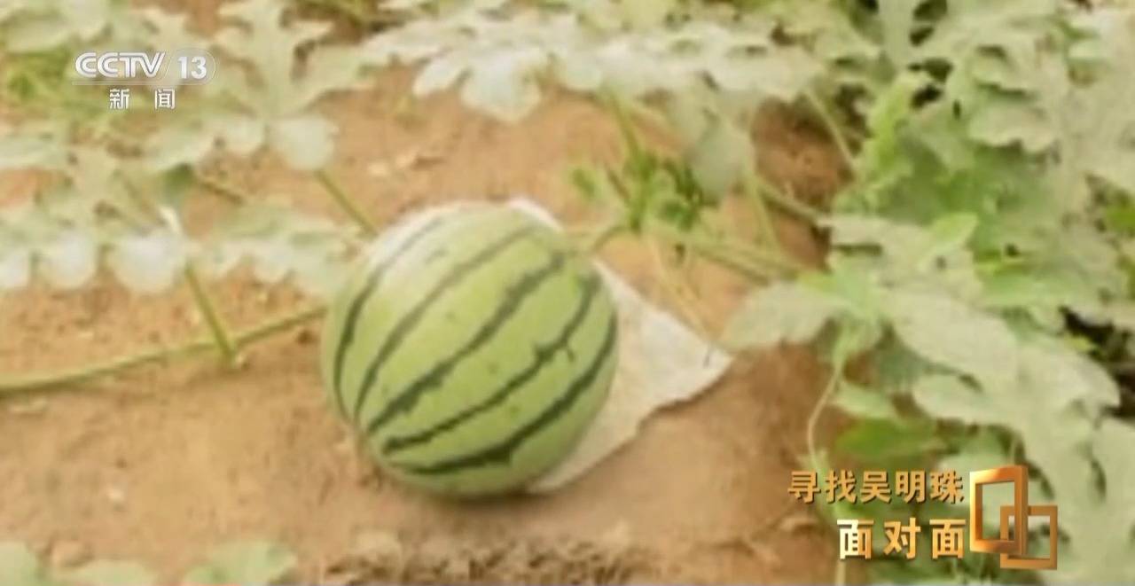 皇冠信用网怎么申请_面对面丨中国人的吃瓜自由要感谢她皇冠信用网怎么申请!吴明珠说她的一生就是结几个好瓜献给人民