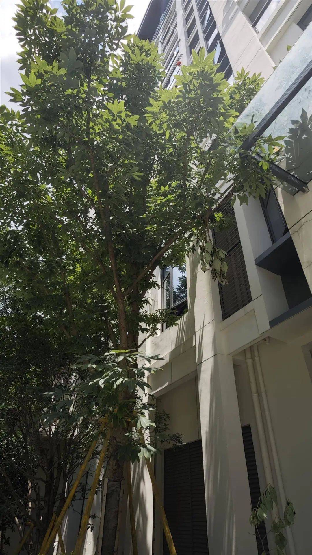 皇冠信用網注册开通_7岁男孩补课期间不幸从14楼坠亡皇冠信用網注册开通,母亲痛哭:我42岁时冒着风险生的,警方已介入