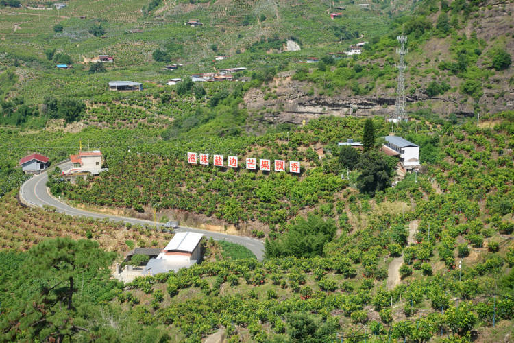 皇冠信用網开户_项目投资总额近15亿元 攀枝花攀果(芒果)产业发展大会在盐边举行