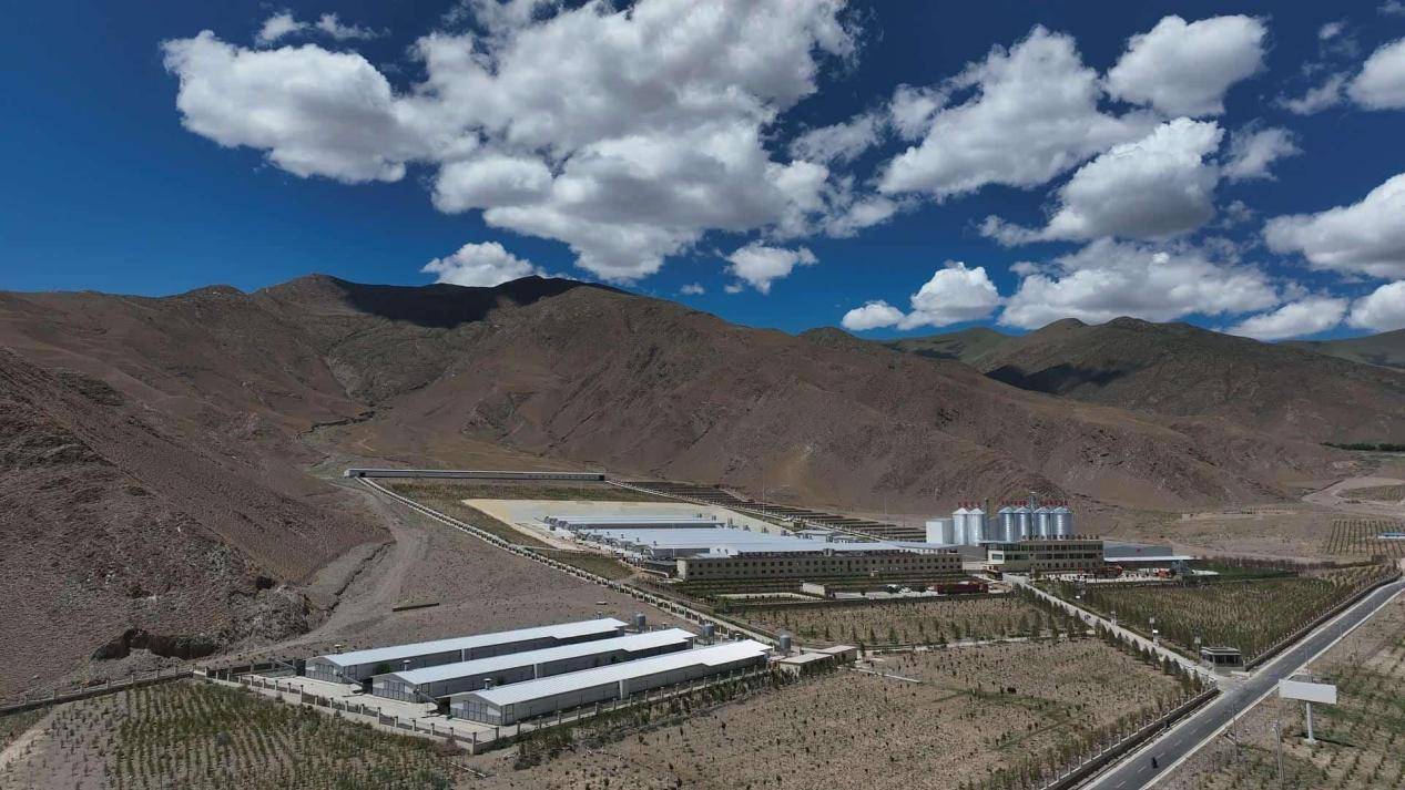 皇冠皇冠平台
_县·观察|乃东:高原沃土的产业振兴之路