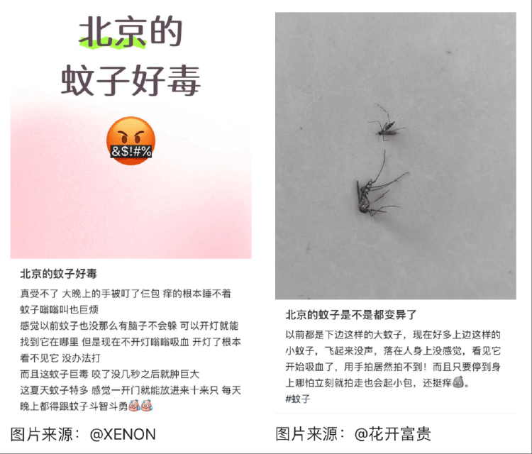 皇冠信用盘占成代理_全球“最毒”的蚊子皇冠信用盘占成代理，为何批量北上