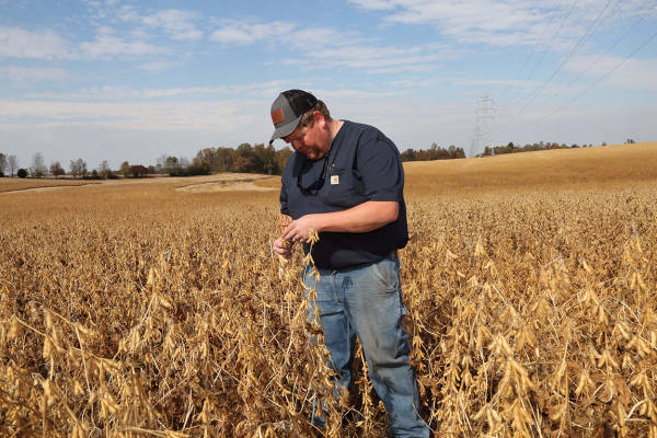 皇冠信用網需要押金吗
_大豆玉米大丰收皇冠信用網需要押金吗
,美国农民更欲哭无泪:中国一船都没买…