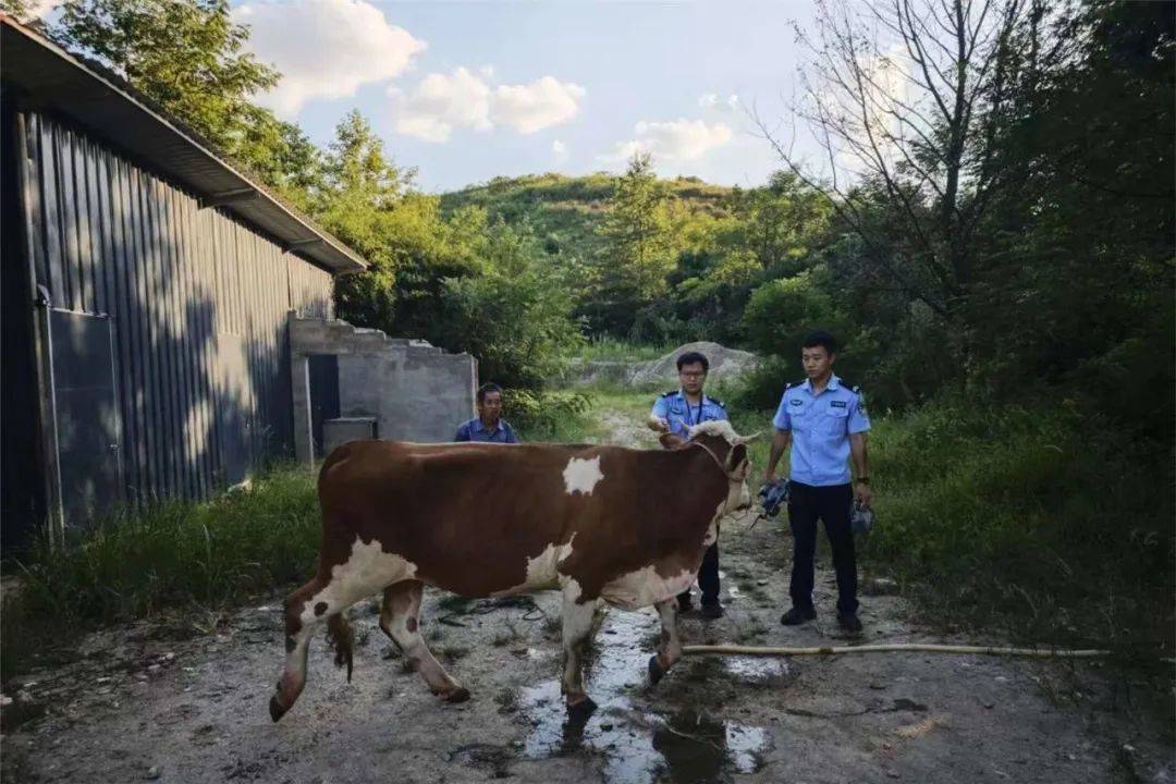 皇冠信用平台出租出售
_无人机精准锁定皇冠信用平台出租出售
,“牛”到家啦!