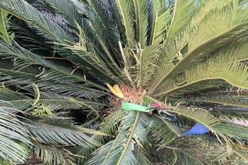 阿塞纳希切万vs卡巴拉_女子与妹妹因清理狗屎发生争执阿塞纳希切万vs卡巴拉,将2只狗从21楼扔下摔死,狗买回不到一个月,最小1斤重