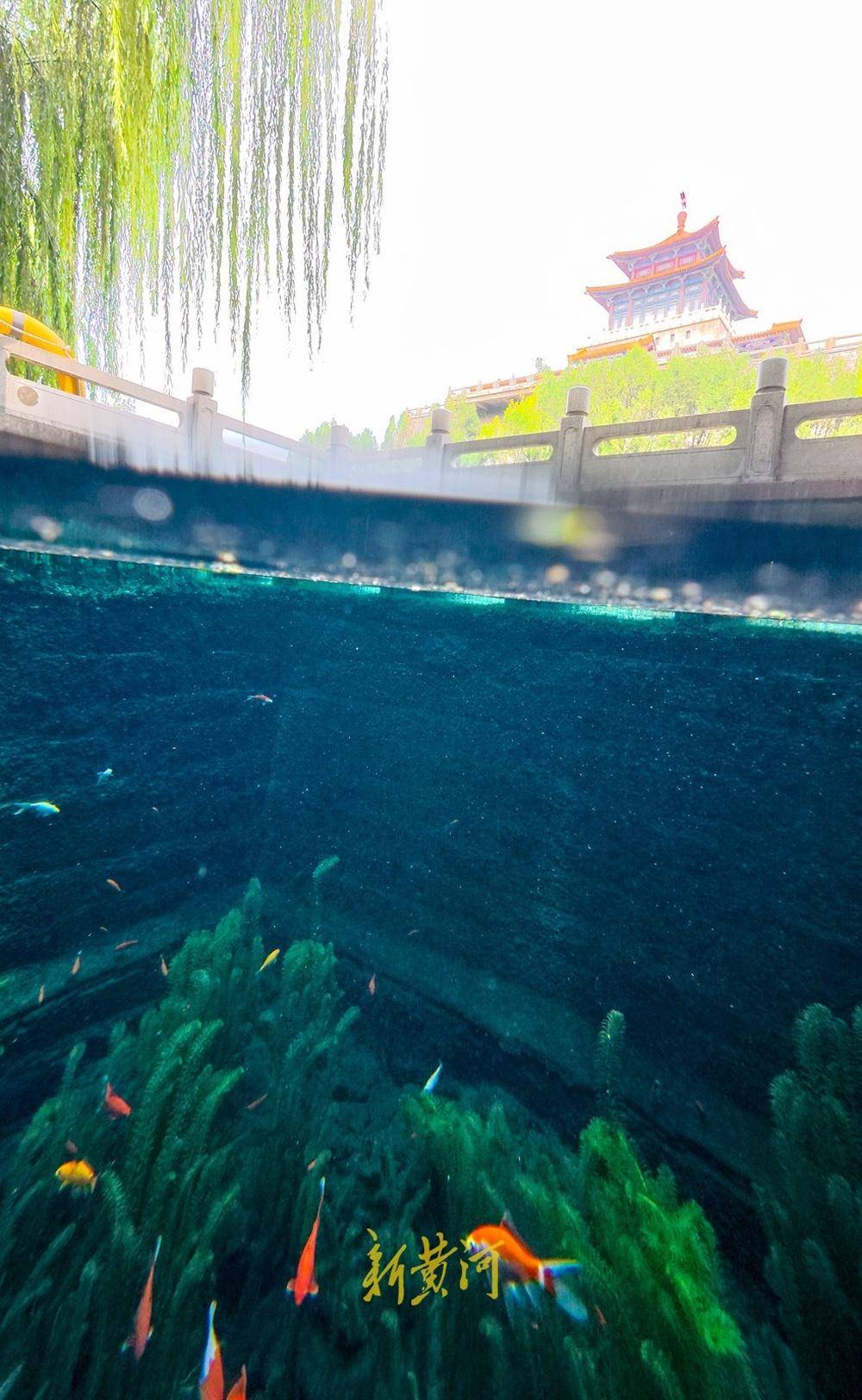 波多黎各职业女子篮球联赛_喷涌势头旺盛波多黎各职业女子篮球联赛,济南黑虎泉将迎恢复喷涌22周年