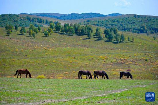 皇冠信用盘代理_初秋的乌兰布统草原