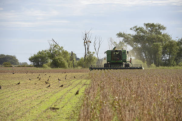 皇冠信用網申请条件_英媒:中国又从阿根廷买了至少10船大豆皇冠信用網申请条件,美国农民再遭重创