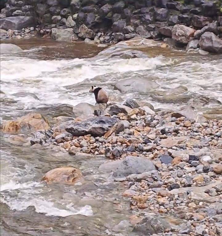 皇冠信用網押金多少_游客在陕西龙吟峡偶遇大熊猫过河皇冠信用網押金多少,景区:系纯野生秦岭大熊猫,今年首次发现