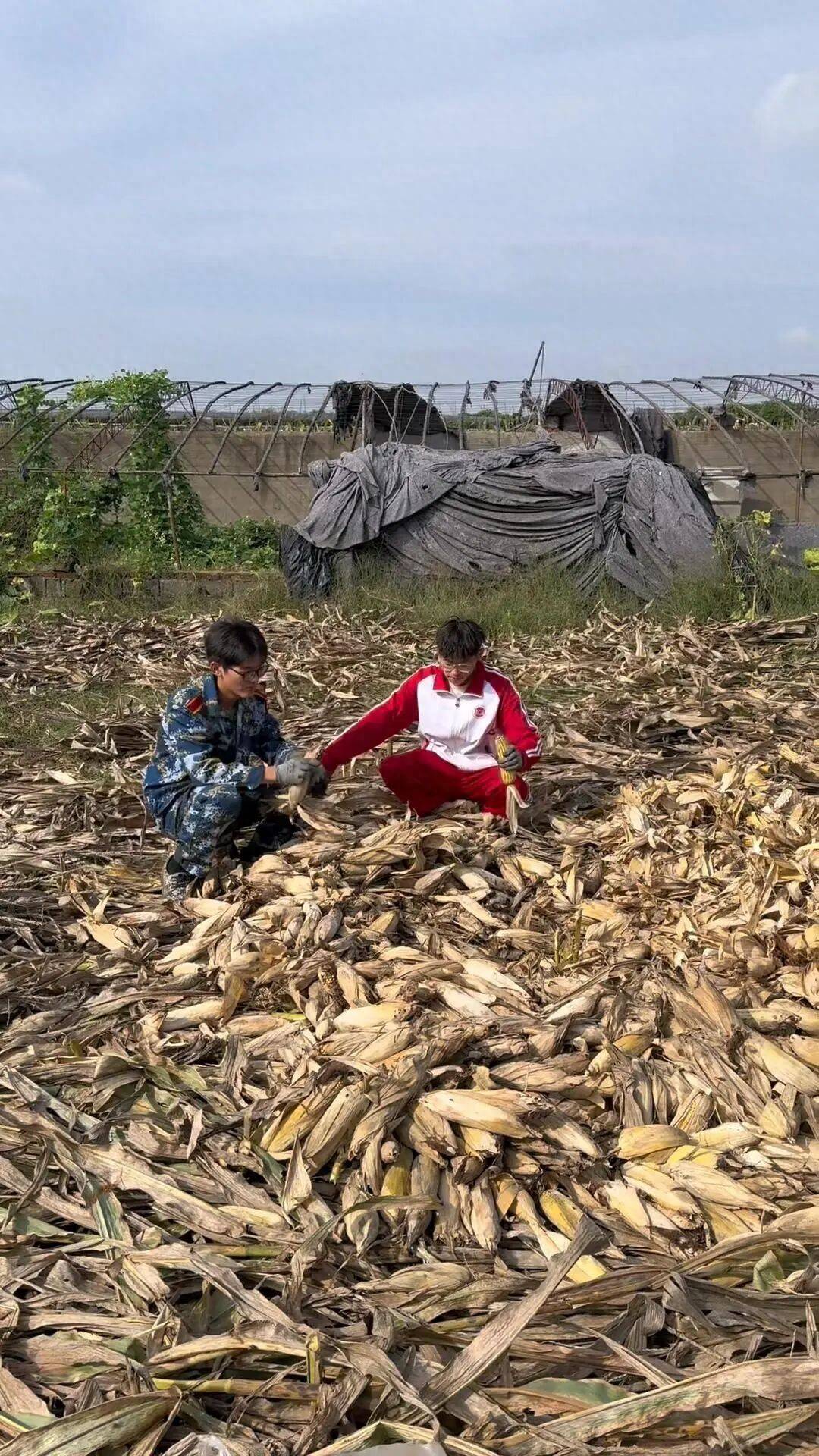 皇冠信用網代理流程_山东一大学生国庆8天假掰了7天半玉米皇冠信用網代理流程，本人称“自己多弯一次腰父母就少吃一点苦”