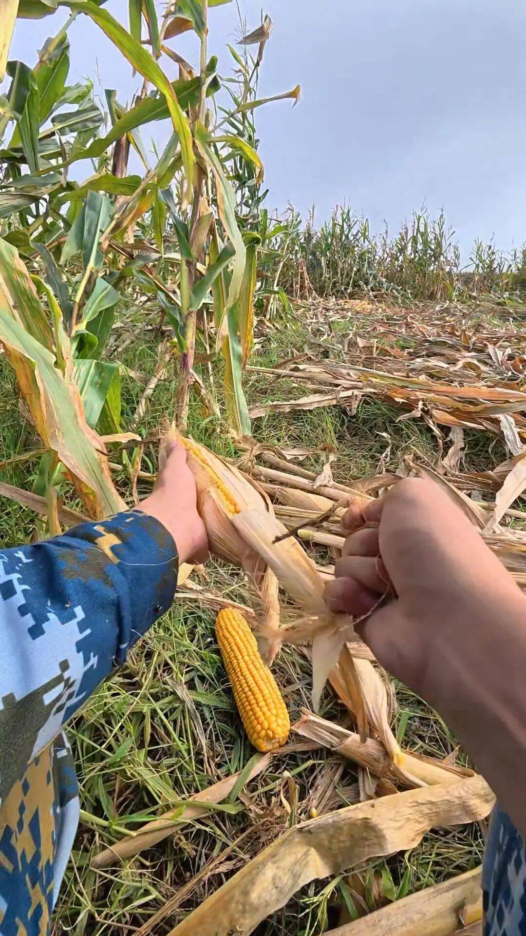 皇冠信用網代理流程_山东一大学生国庆8天假掰了7天半玉米皇冠信用網代理流程，本人称“自己多弯一次腰父母就少吃一点苦”