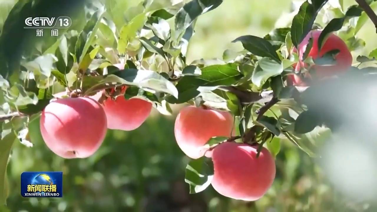 皇冠信用盘登_新思想引领新征程丨绘就乡村全面振兴壮美画卷