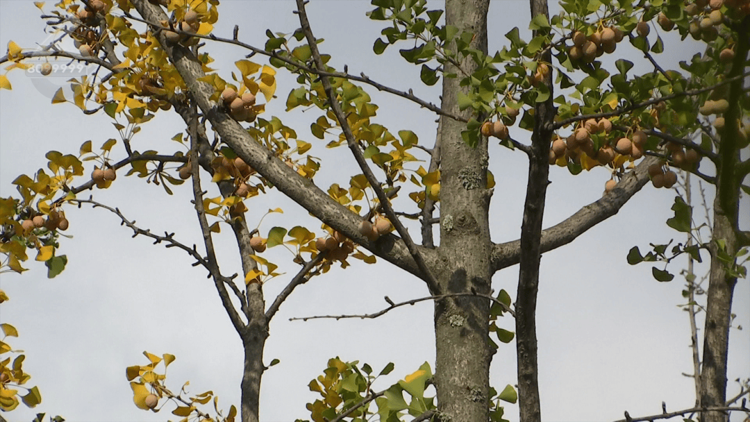 皇冠信用盘登2登3
_不要捡皇冠信用盘登2登3
!不要吃!昆明街头正大量出现……