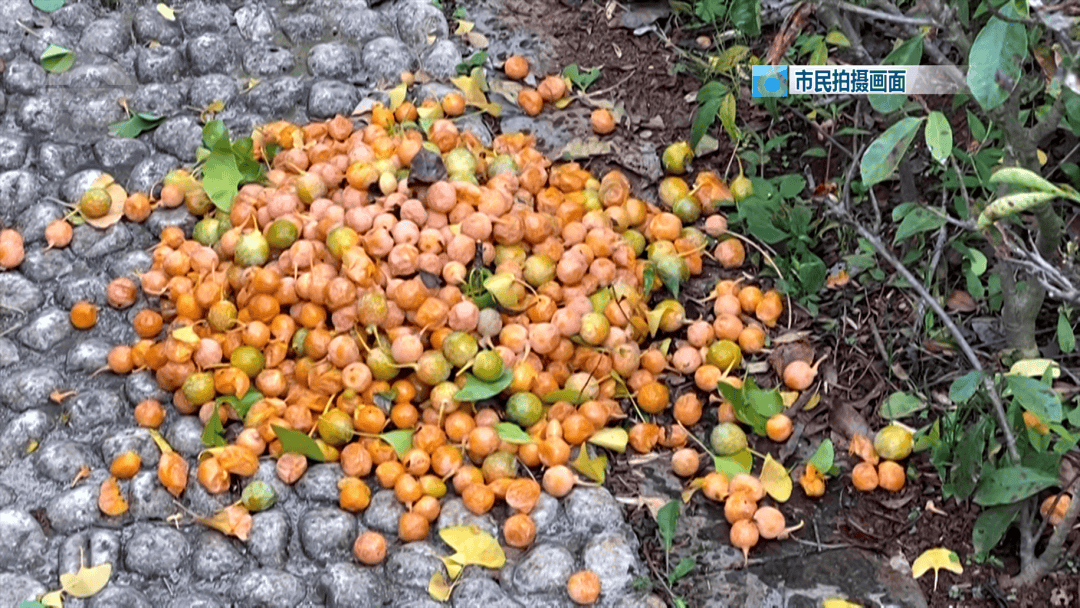 皇冠信用盘登2登3
_不要捡皇冠信用盘登2登3
!不要吃!昆明街头正大量出现……