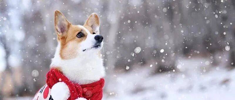 利安尼沙vs雷加利斯_雪在路上了！北京今夜局地中雪利安尼沙vs雷加利斯，降雪路线——