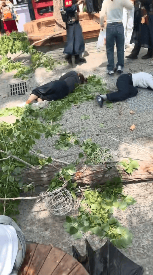 皇冠信用网怎么申请_河南开封万岁山景区树干倒塌皇冠信用网怎么申请,多名游客被砸伤,景区回应:已有专人对接处理